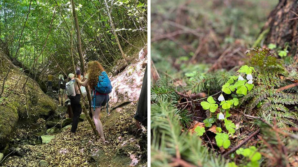 Canyoning og sanketur i Aarhus - en naturvandring hvor der må smages på naturen